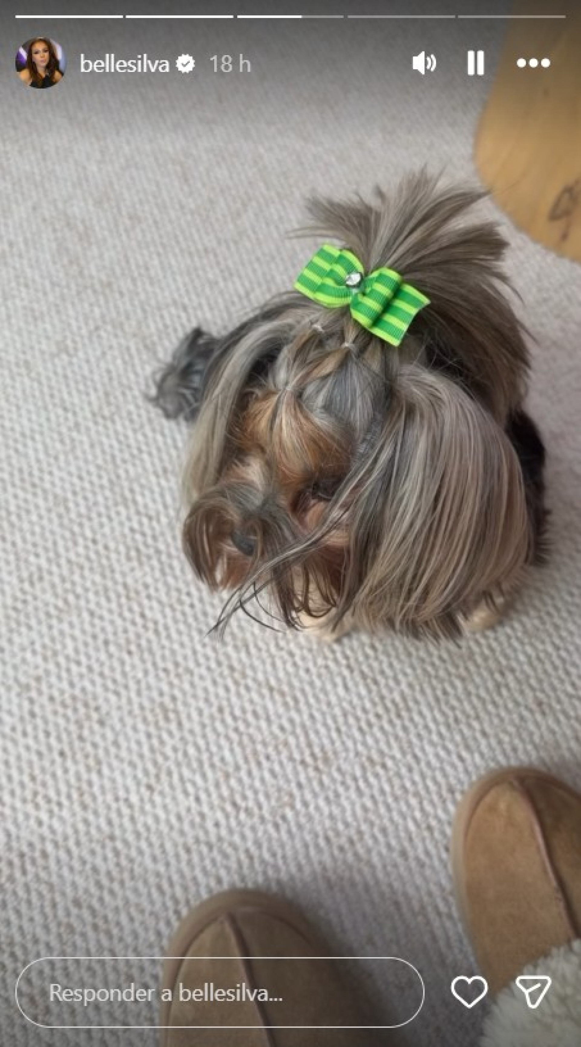Pandora, animal de estimação de Belle e Thiago Silva - Reprodução / Instagram