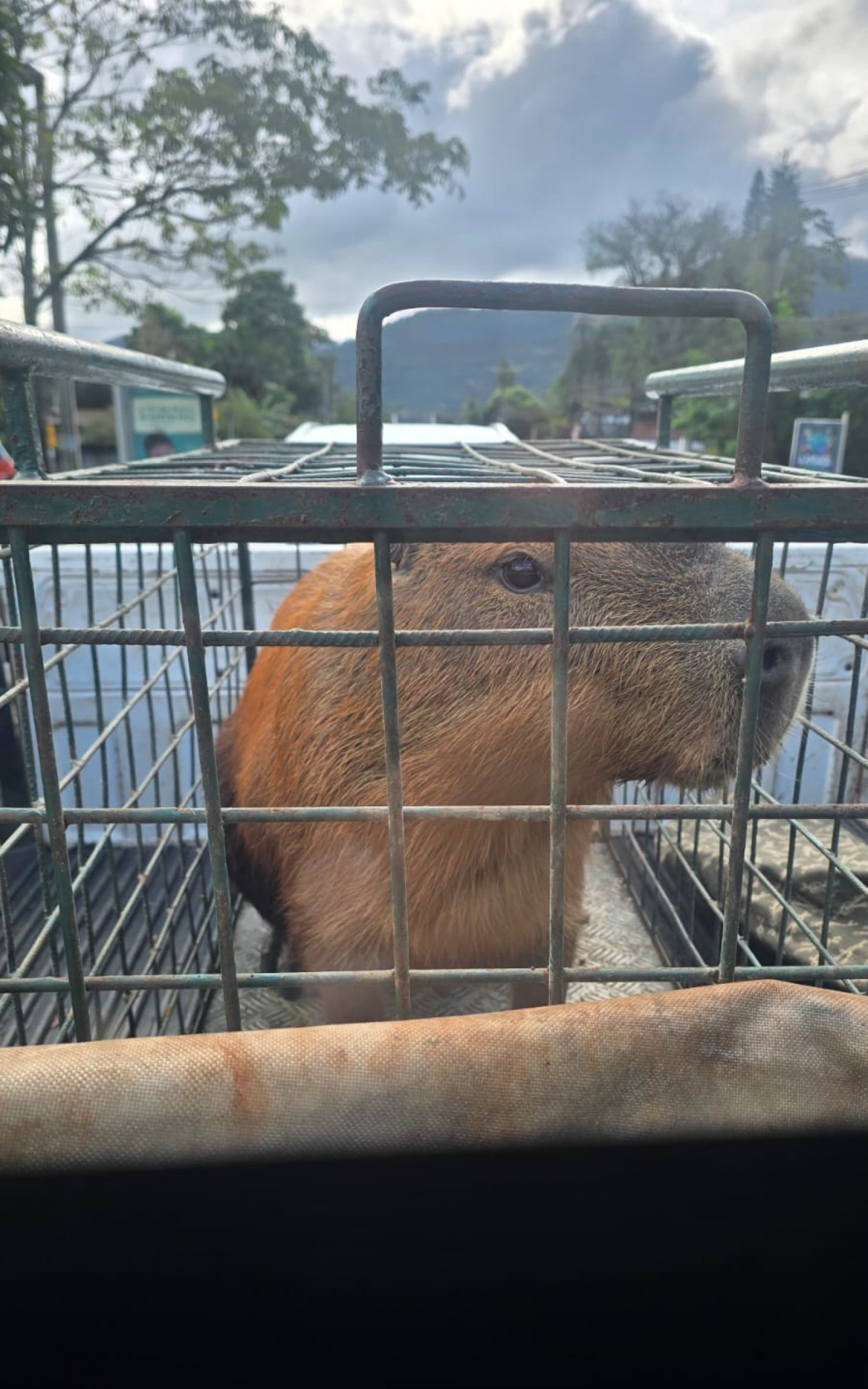 O animal foi solto em uma reserva ecológica em Barra de Guaratiba, na Zona Oeste da capital.  - Reprodução