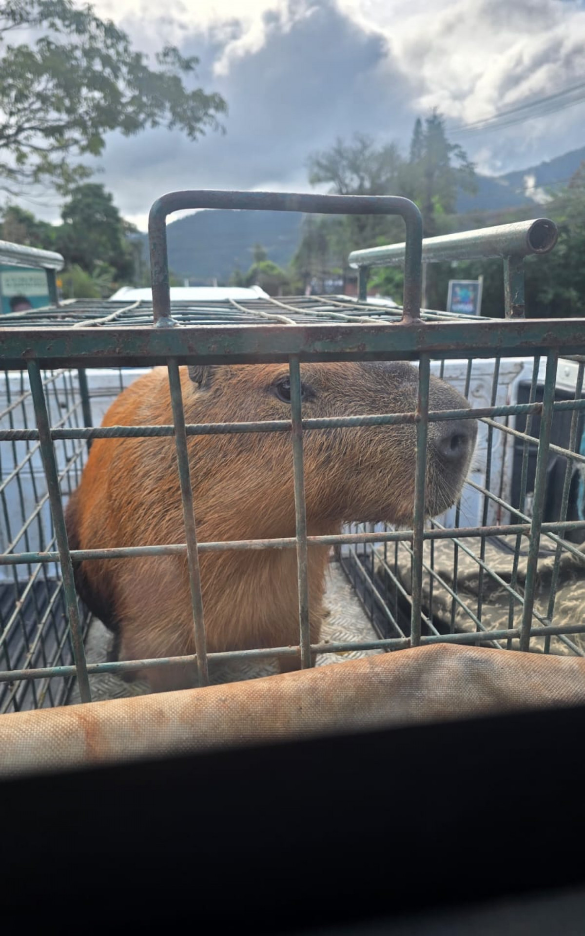O animal foi solto em uma reserva ecológica em Barra de Guaratiba, na Zona Oeste da capital.  - Reprodução