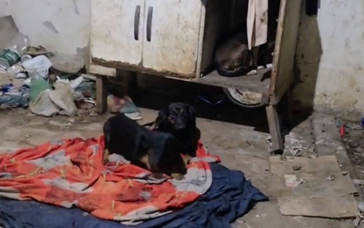 Vizinhos pediram auxílio ao perceber que os cães permaneciam sozinhos na casa, sem alimentação e água