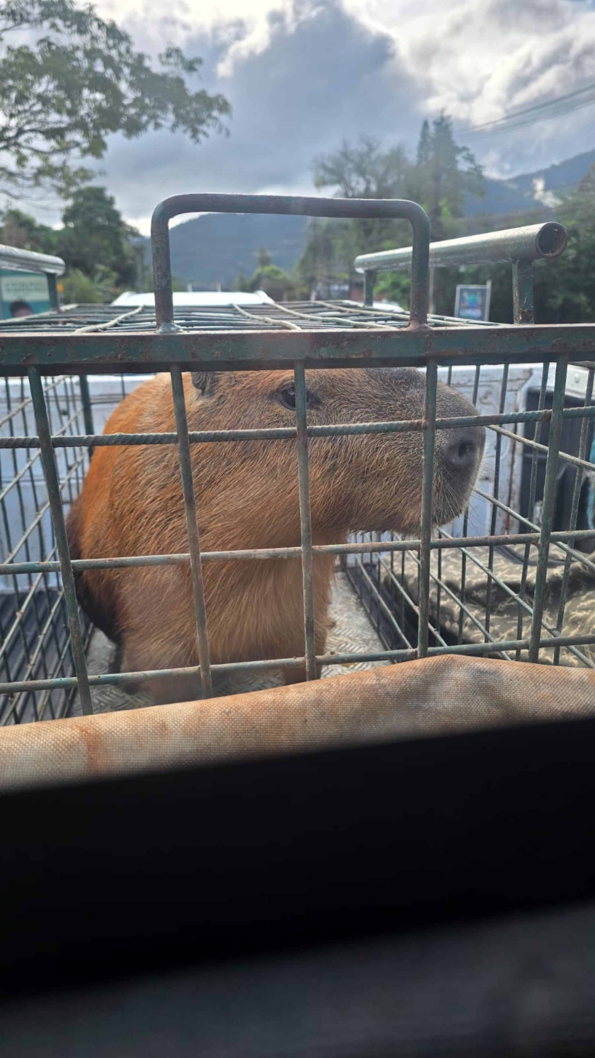 Capivara espancada na Ilha do Governador é devolvida à natureza