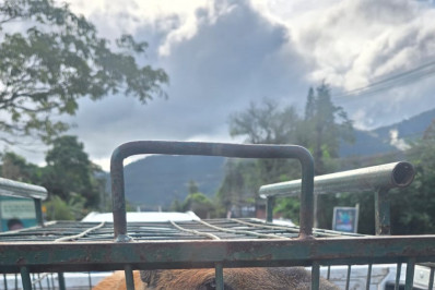 Capivara espancada na Ilha do Governador é devolvida à natureza