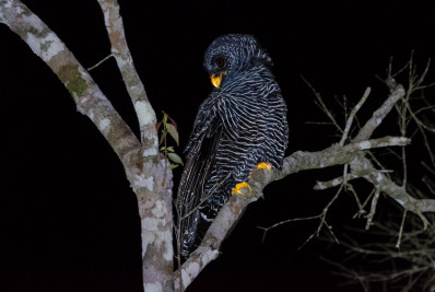 Parque Estadual do Desengano do Inea ‘atrai ‘ coruja preta, considerada rara