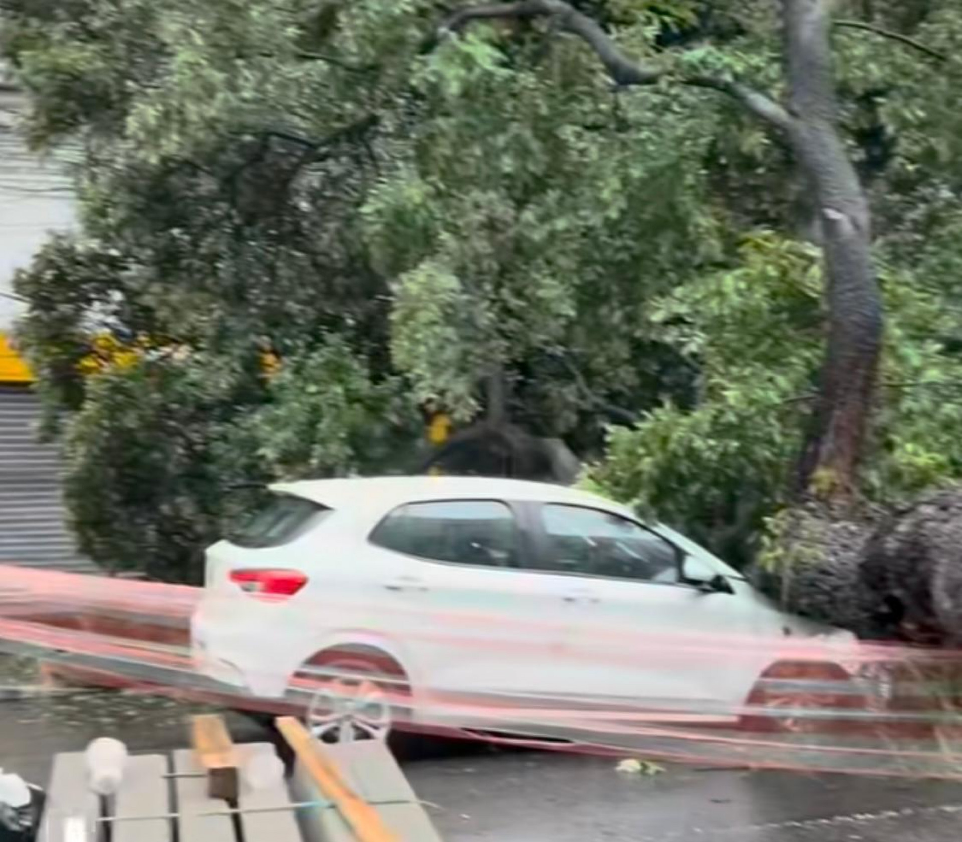 Árvore caiu e atingiu um carro na Rua da Conceição, em Niterói, na manhã desta quarta (20) - Reprodução / Redes sociais