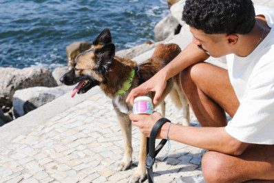 Suplementação e medicamentos manipulados para pets: o que perguntar antes de começar o tratamento