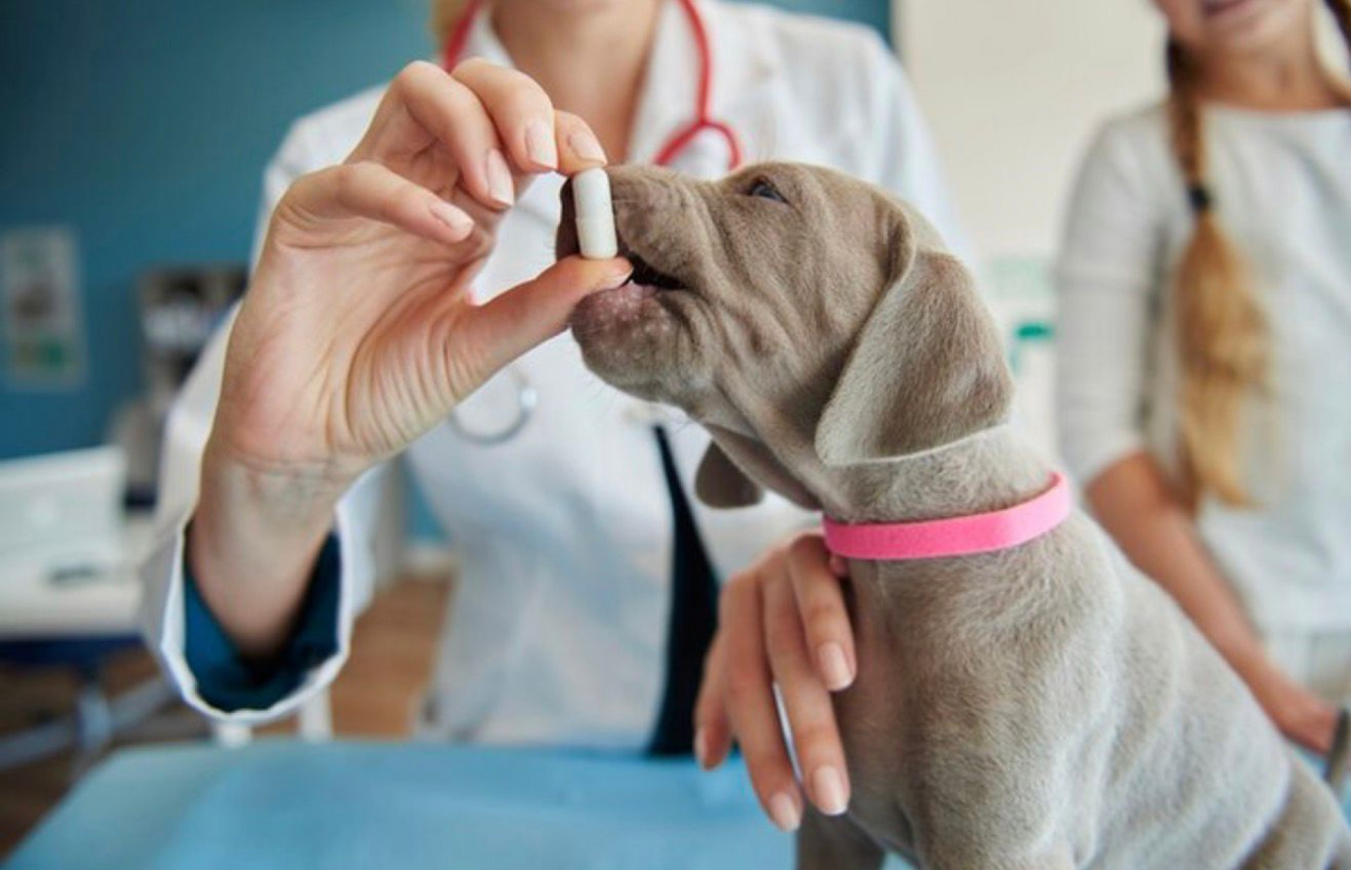 A popularização dos suplementos para pets acompanha um movimento que já acontece há anos entre humanos - Freepik