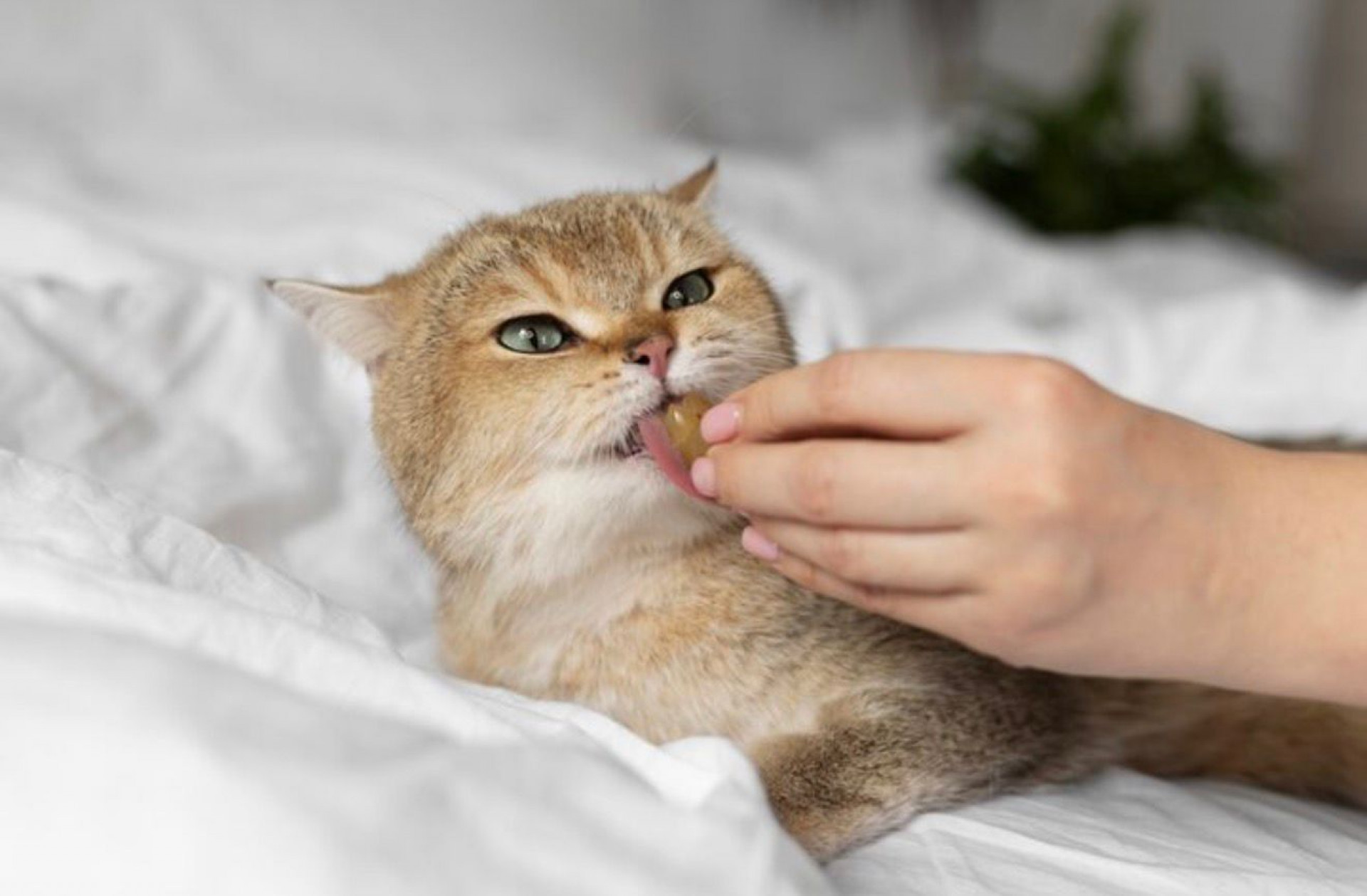Suplementos, fórmulas manipuladas e tratamentos personalizados passaram a fazer parte de muitos tratamentos veterinários - Freepik