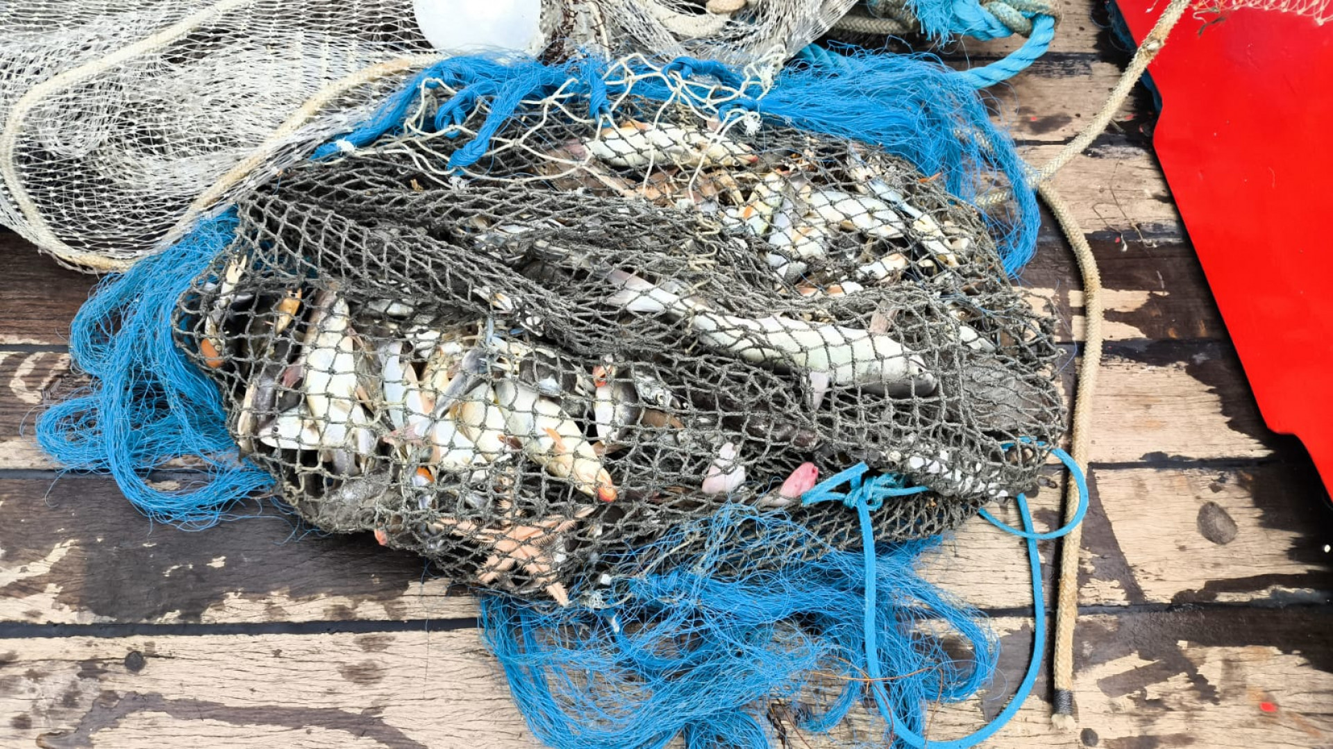 Pesca de arrasto - Divulga&ccedil;&atilde;o/Disque Den&uacute;ncia