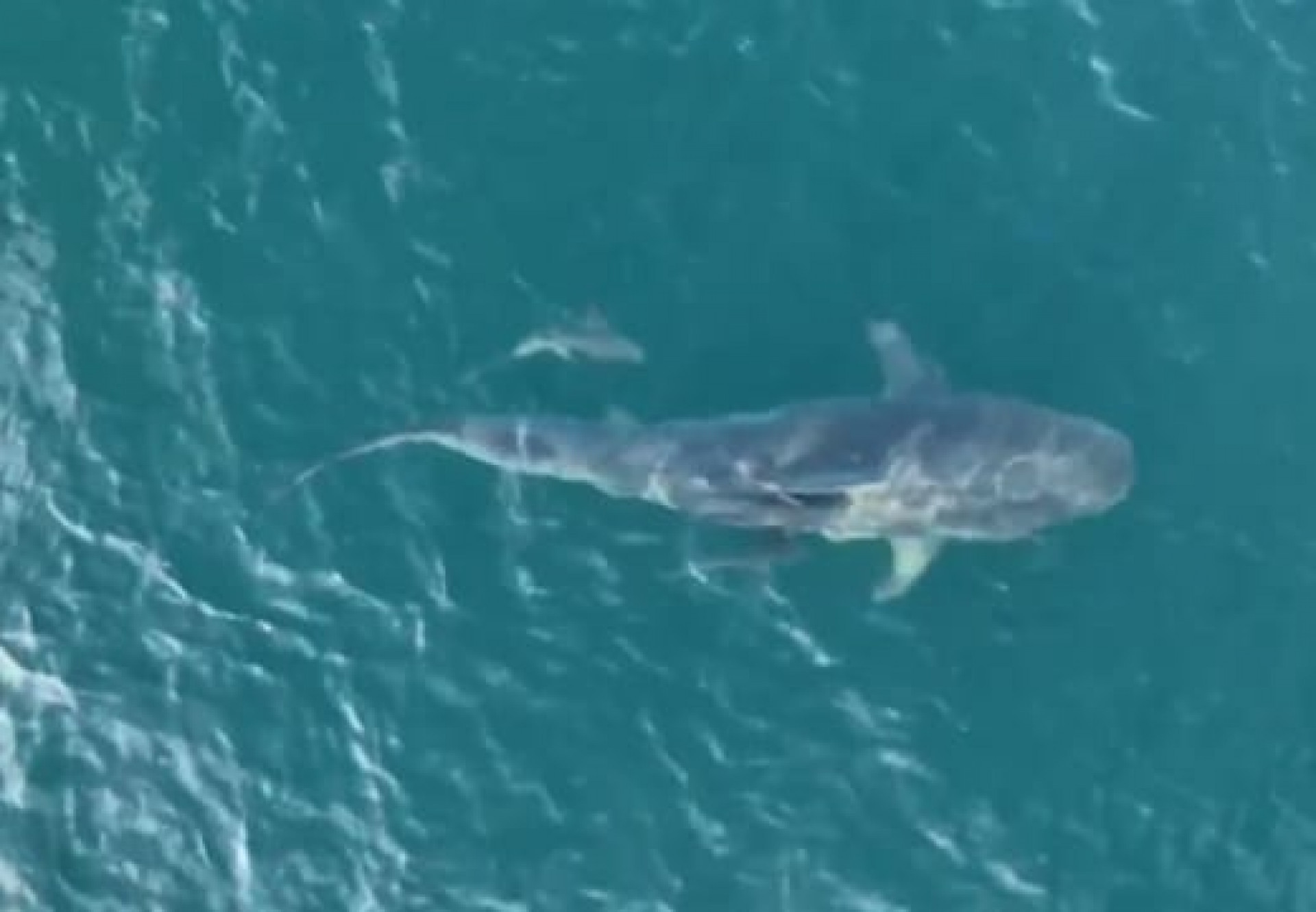 Cerca de 100 tubarões-tigre são identificados na Baía da Ilha Grande e passam a ser monitorados por satélite