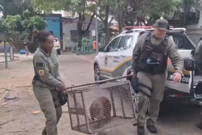 Guarda Municipal reintegra capivara resgatada em área de proteção ambiental