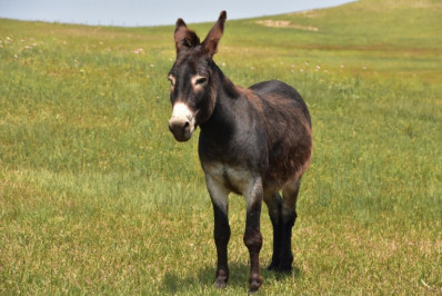 Prefeitura de Saquarema organiza celebração do Dia do Burro em Bicuíba nesta quarta-feira