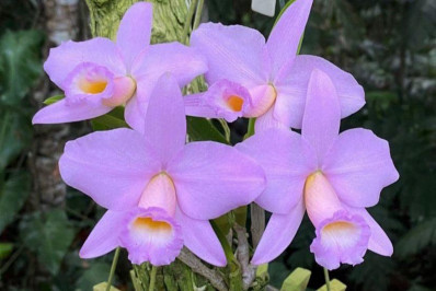 Niterói recebe a 40ª Exposição de Orquídeas