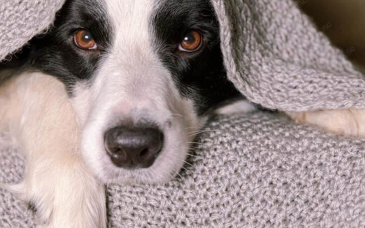 A chegada do outono e do inverno aumenta a preocupação com doenças respiratórias em cães