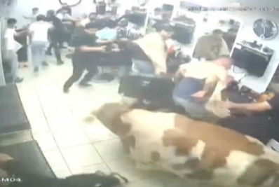 Vídeo! Touro invade barbearia para fugir do abate e assusta clientes na Turquia