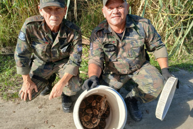 Serpentes surpreendem trabalhadores e mobilizam resgates da Guarda Ambiental em Macaé