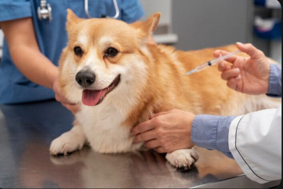 Vacinação antes do frio ajuda a proteger cães e gatos contra gripe
