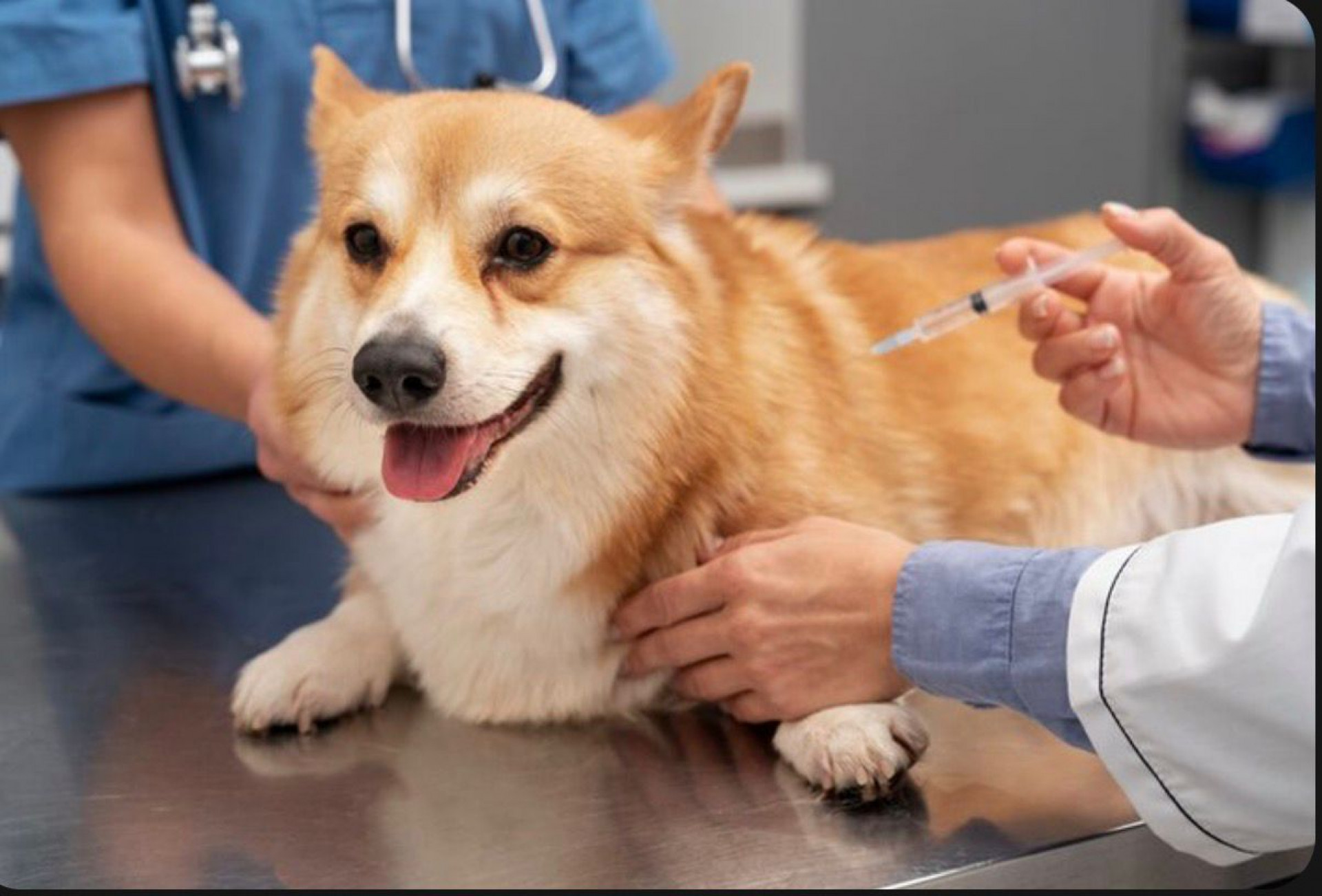Vacinação antes do frio ajuda a proteger cães e gatos contra gripe