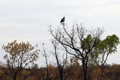 Novas tecnologias ajudam brigadistas a proteger o Cerrado de incêndios