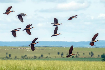 Pesquisadores querem criar índice para 'traduzir' estresse ambiental
