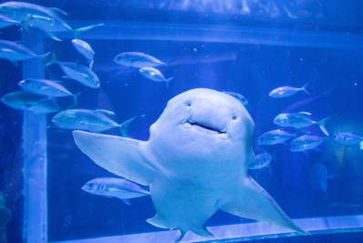 Tubarão Ritinha, moradora do AquaRio, prevê vitória do Brasil em estreia na Copa do Mundo