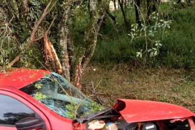 Motorista bate em árvore tentando fugir da PRF; veículo transportava quase 200 kg de maconha
