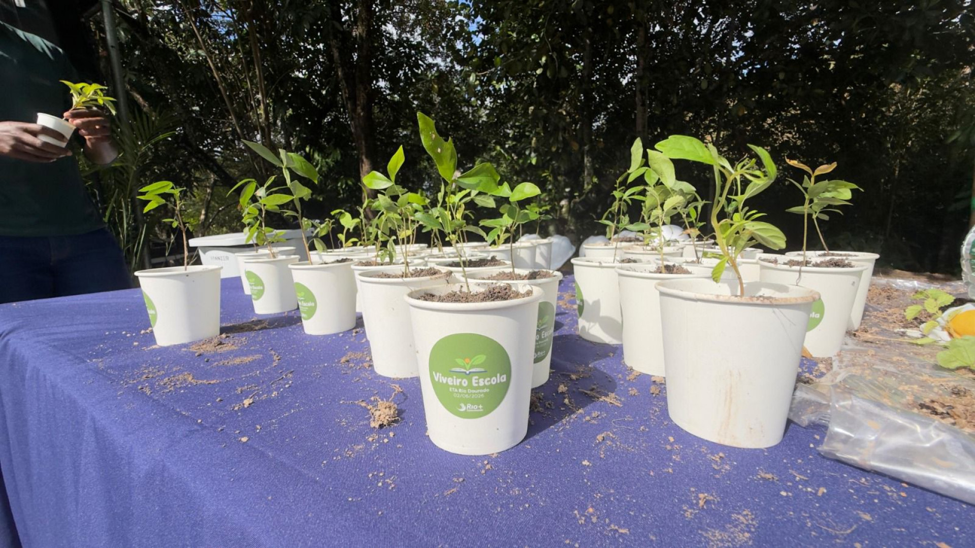 Viveiro Escola vai produzir mudas nativas da Mata Atl&acirc;ntica e ampliar a&ccedil;&otilde;es de educa&ccedil;&atilde;o ambiental em Rio das Ostras - Foto: Divulga&ccedil;&atilde;o