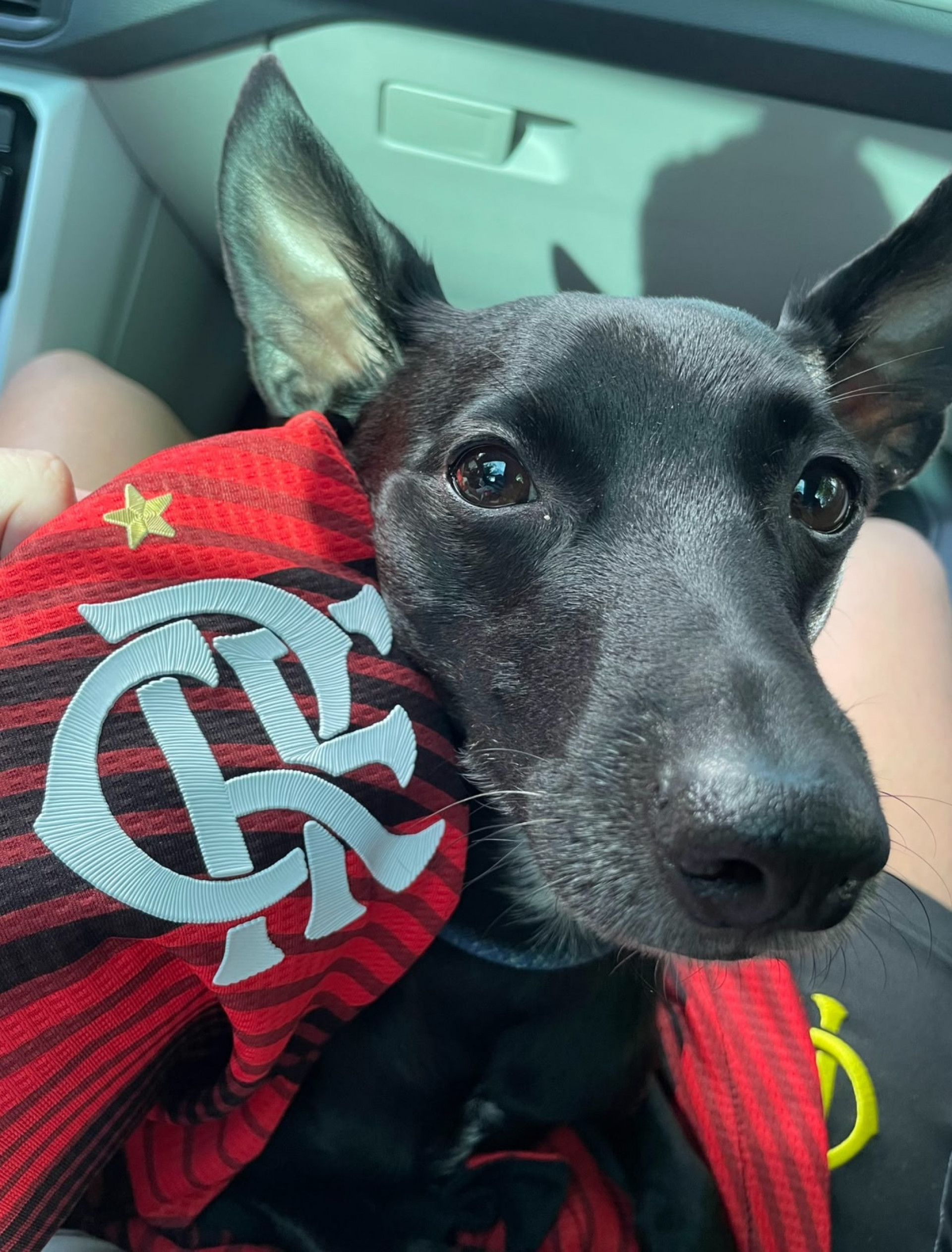 Vira-lata Petkovic com a camisa do Flamengo - Arquivo pessoal