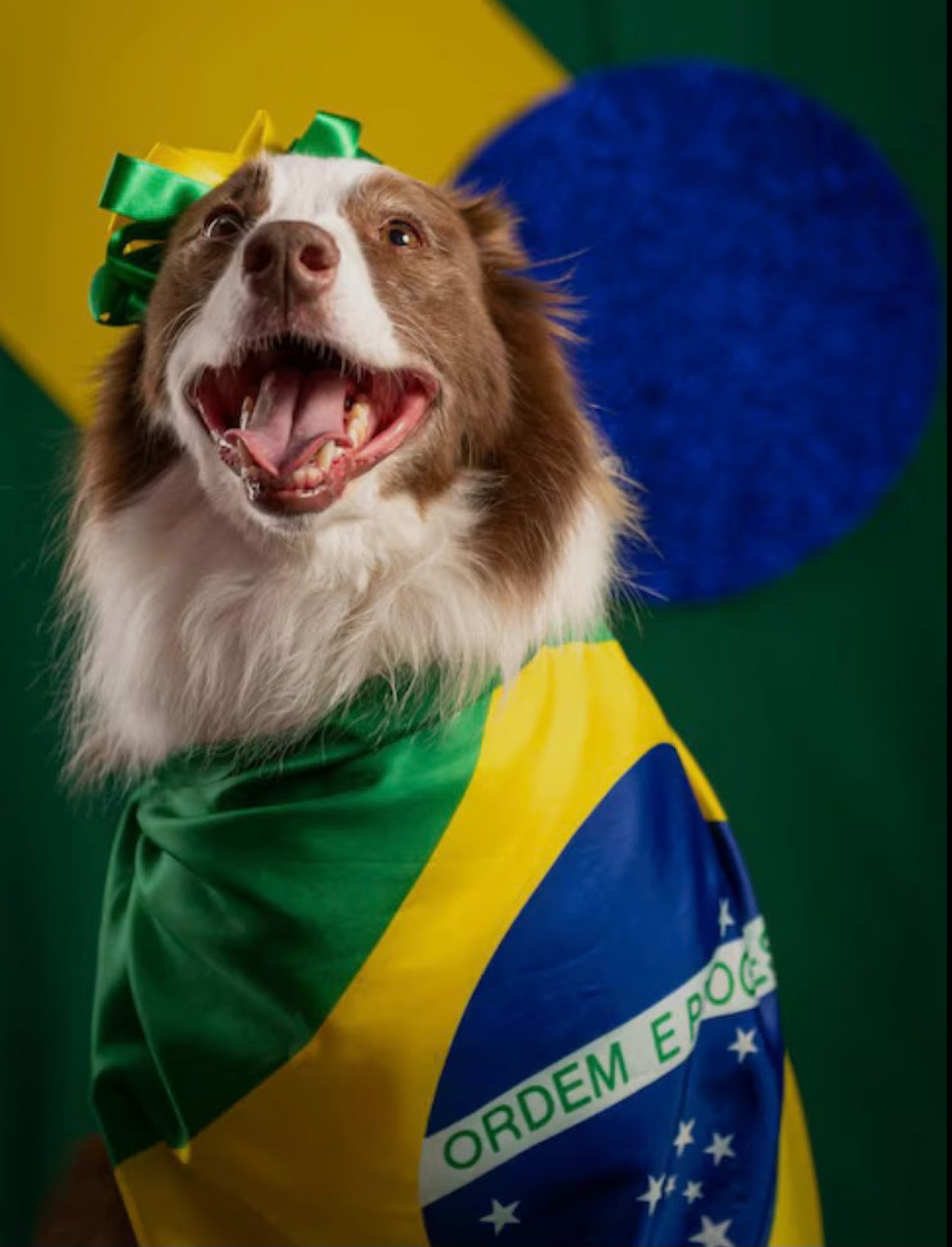 Ao batizar um animal como Neymar, Messi ou Vini Jr, o tutor está trazendo para o convívio diário a alegria que esses atletas proporcionam - Freepik