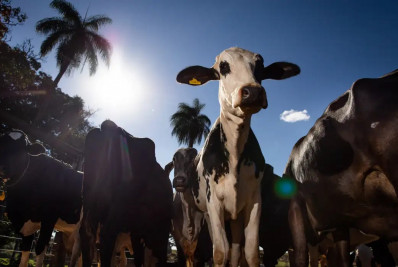 União Europeia oficializa veto a carne brasileira a partir de setembro