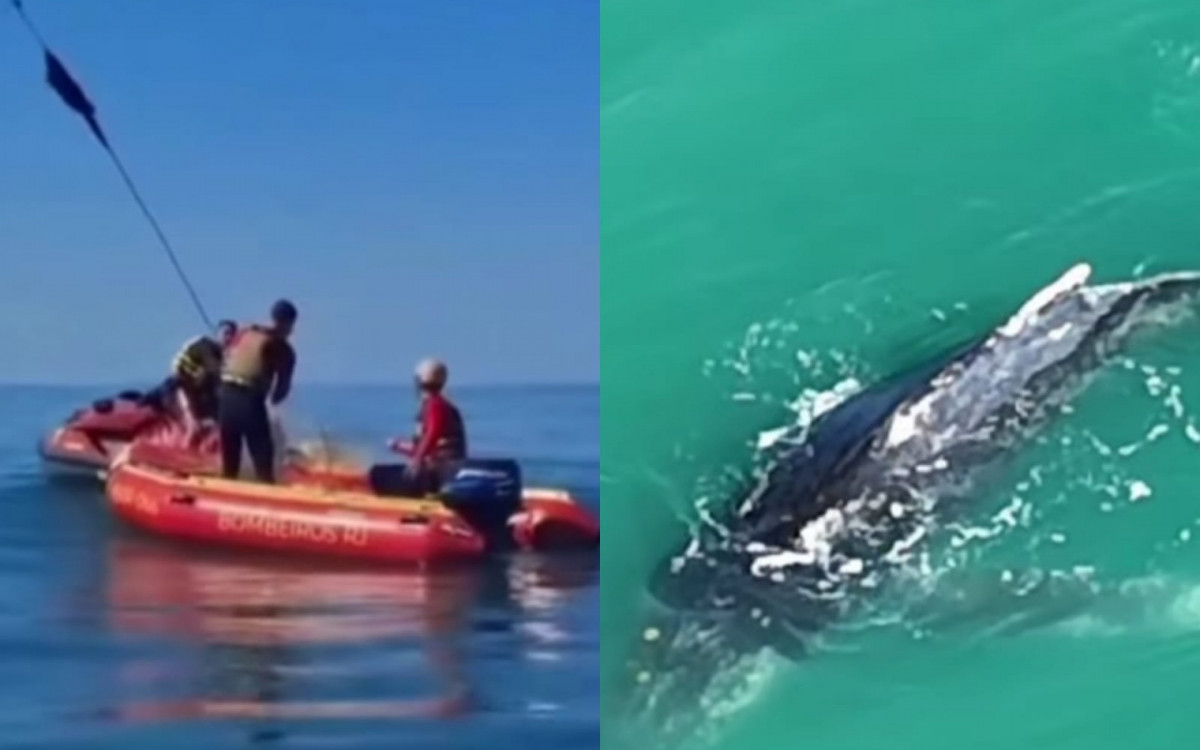 Baleia fica presa em rede de pesca em Rio das Ostras