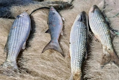 Pesca de tainha na modalidade arrasto de praia está suspensa