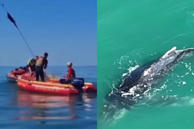 Baleia fica presa em rede de pesca em Rio das Ostras