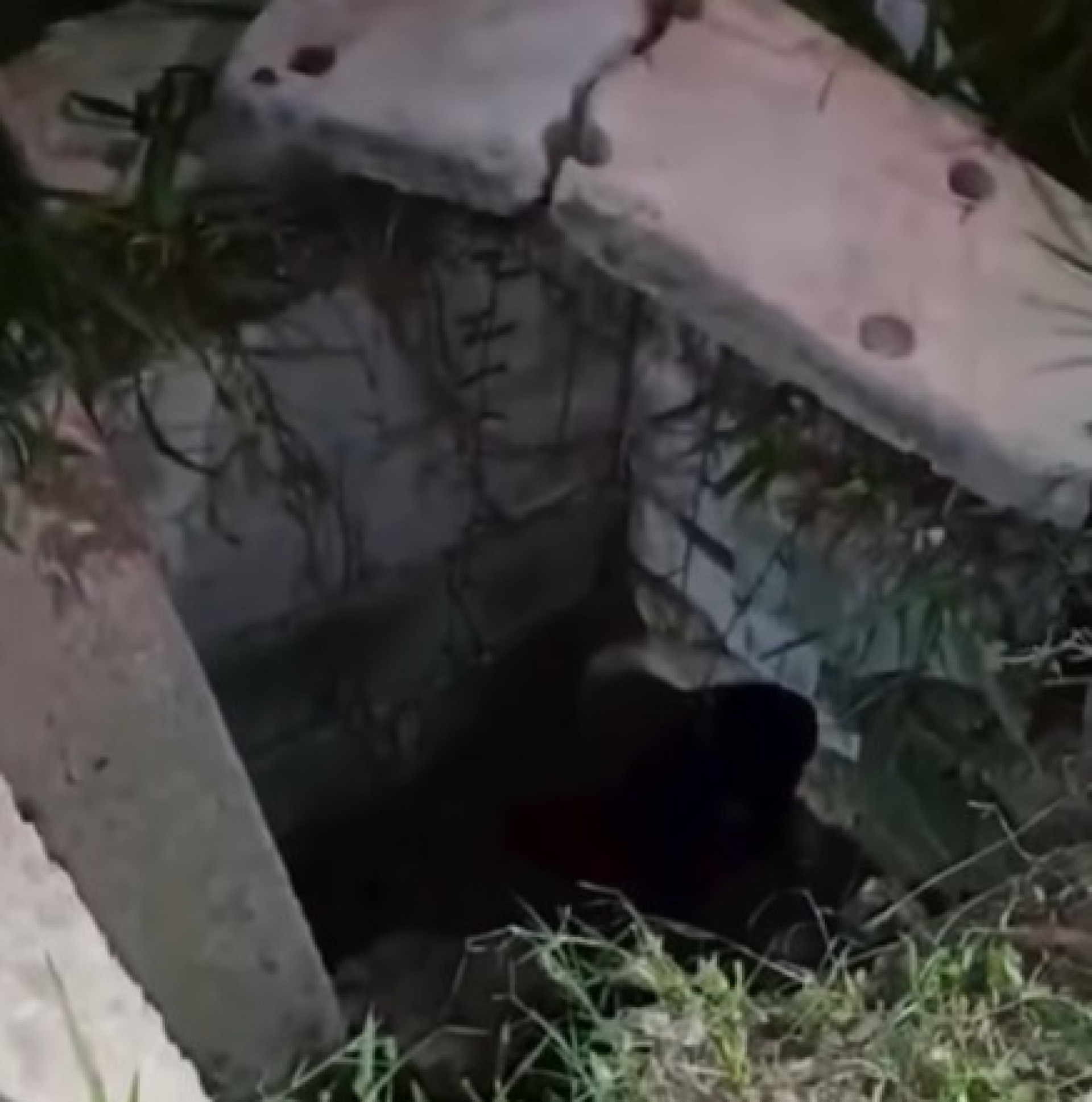 Resgate emocionante terminou com cachorro salvo em Araruama - Reprodução / Redes Sociais