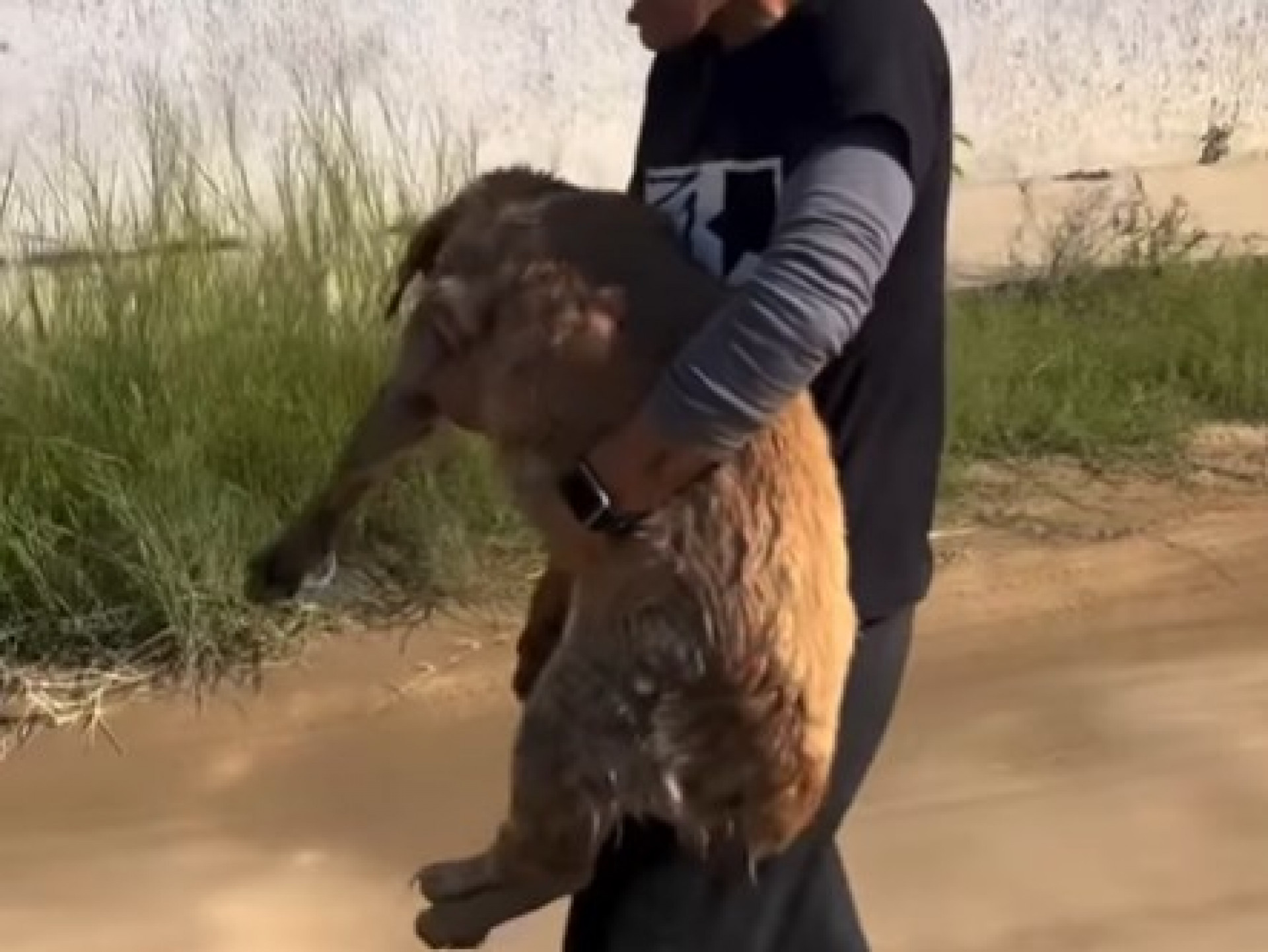 Resgate emocionante terminou com cachorro salvo em Araruama - Reprodução / Redes Sociais