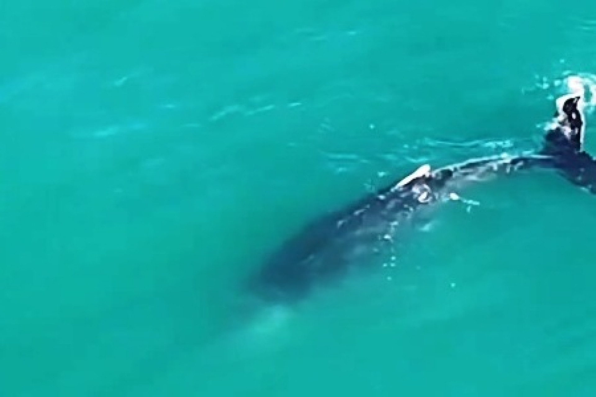 Baleia &eacute; avistada presa a rede de pesca pr&oacute;ximo ao emiss&aacute;rio de Costazul em Rio das Ostras - Foto: Reprodu&ccedil;&atilde;o Rede Social