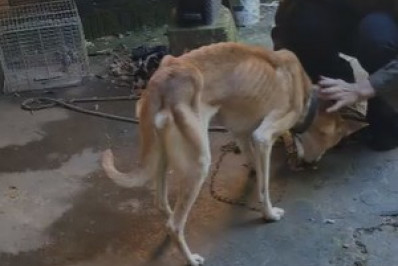 Mulher é presa por maus-tratos a animais em Petrópolis