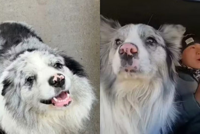 Cão com 1,5 milhão de seguidores é sequestrado e vira comida em restaurante na China