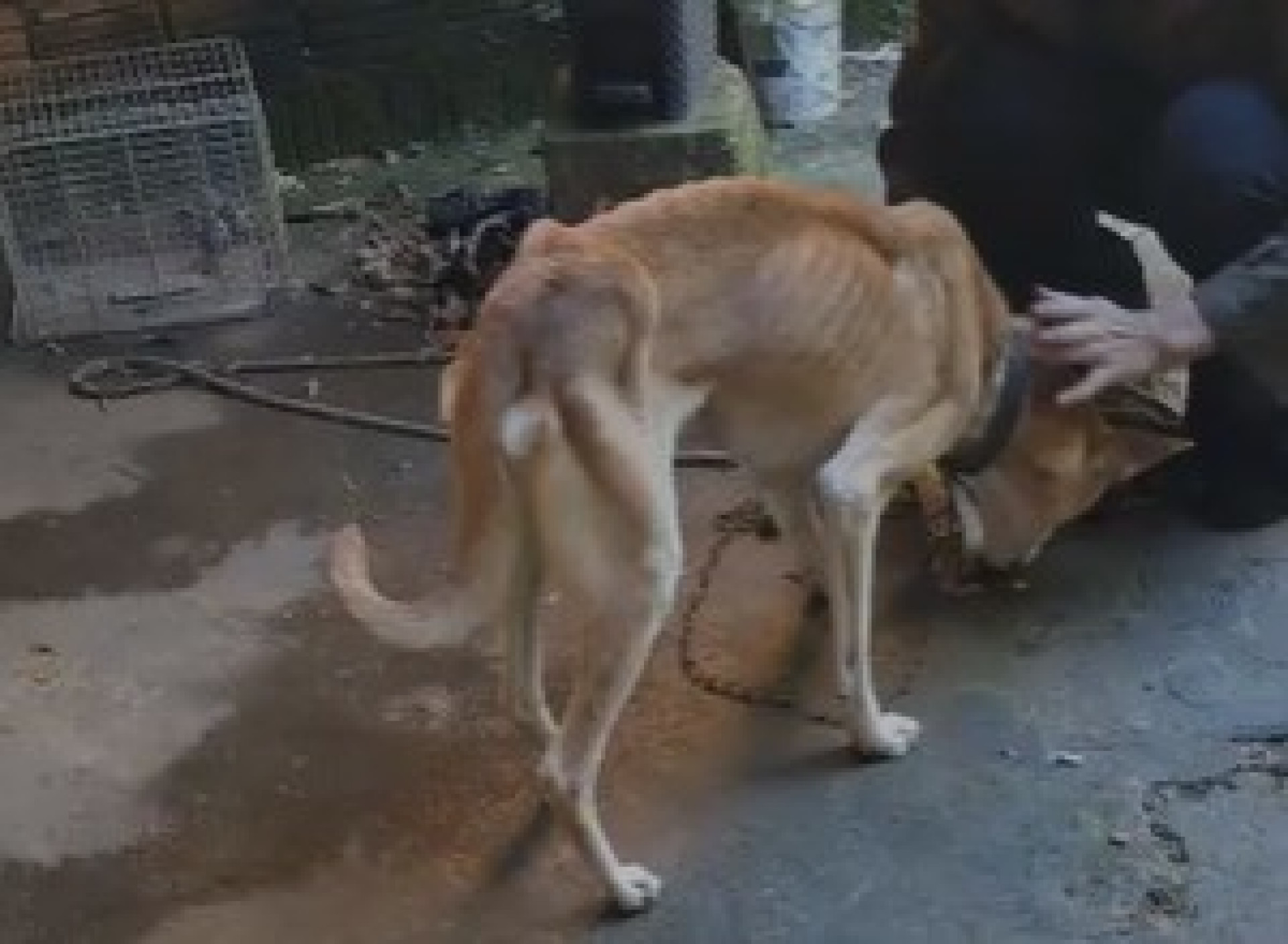 Mulher é presa por maus-tratos a animais em Petrópolis