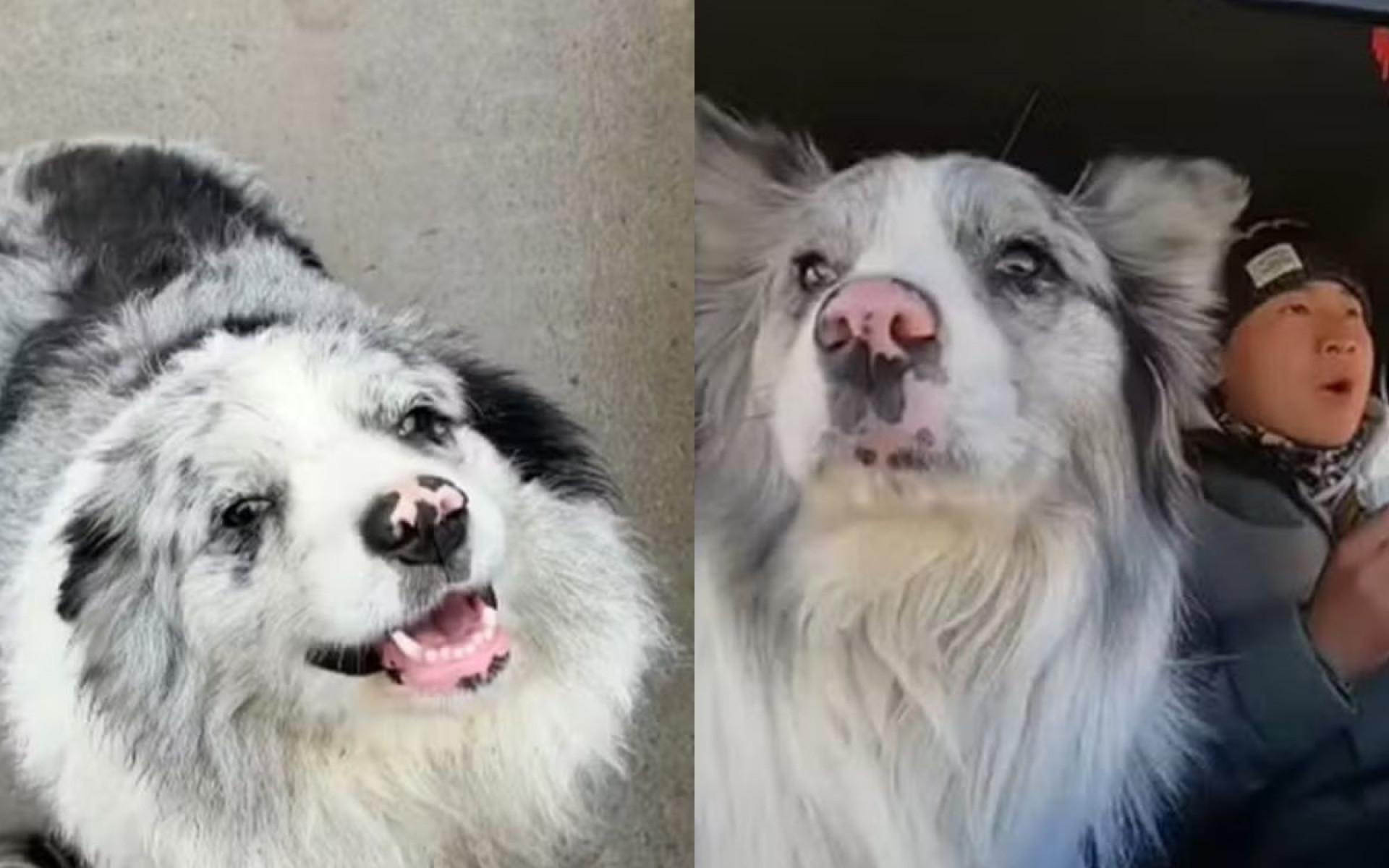 Cão com 1,5 milhão de seguidores é sequestrado e vira comida