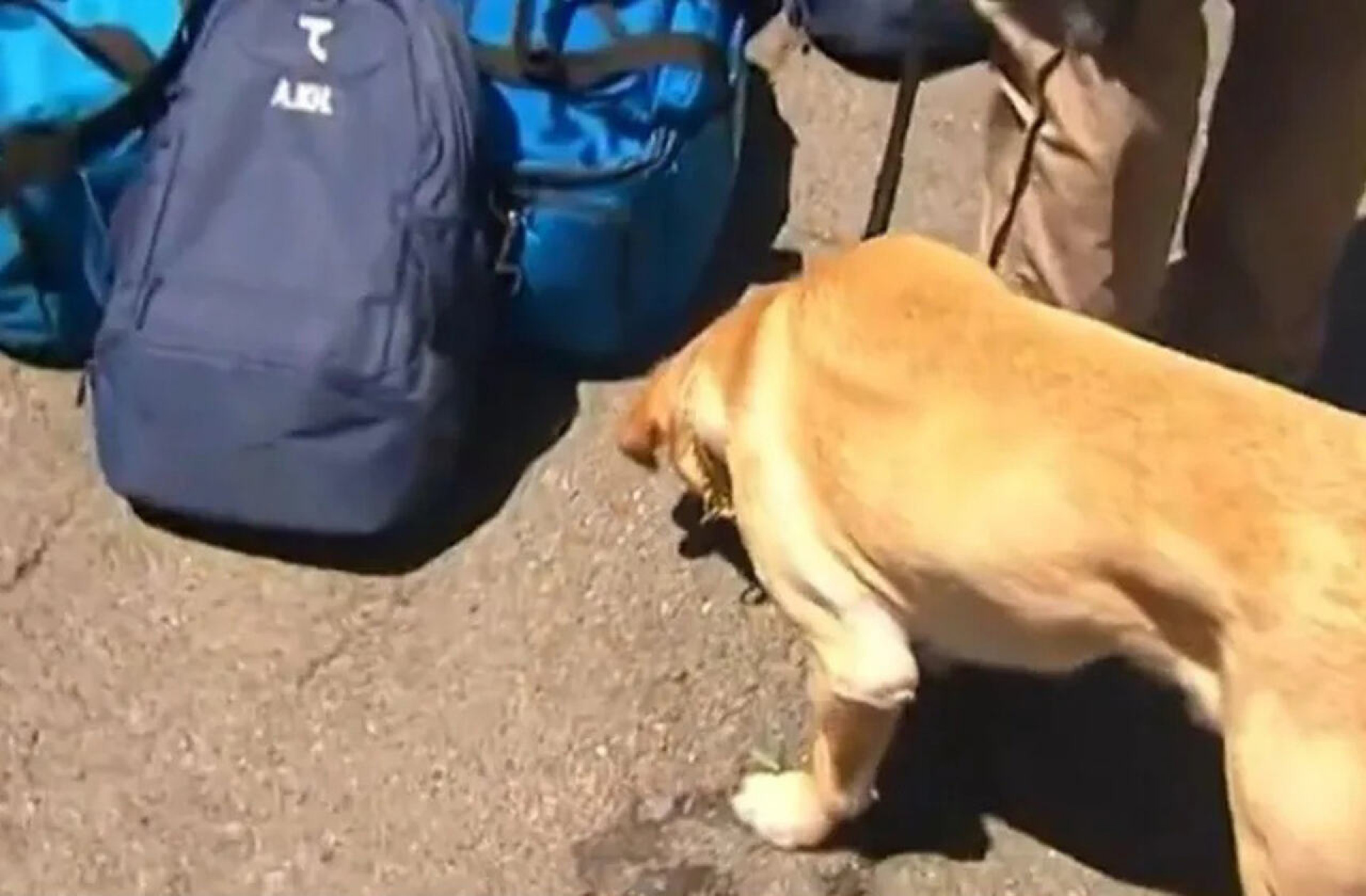 Chegada do Uzbequist&atilde;o aos EUA tem c&atilde;es farejadores, detectores e horas de espera