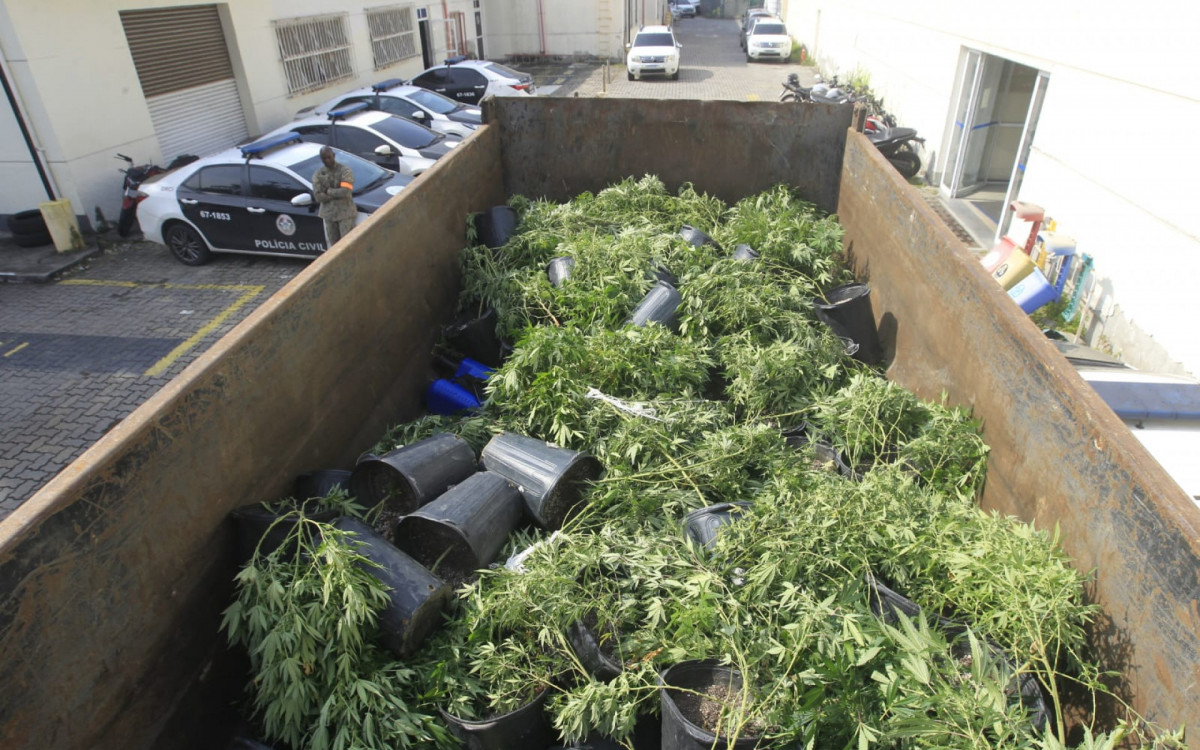 Caminhão da PM com 128 pés de maconha apreendidos na Maré - Reginaldo Pimenta/Agência O DIA