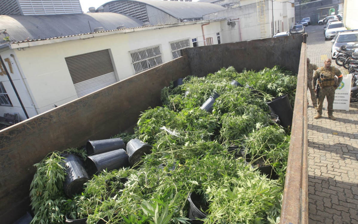 Caminhão da PM com 128 pés de maconha apreendidos na Maré - Reginaldo Pimenta/Agência O DIA