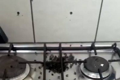 Infestação de moscas em Água Quente mobiliza Ministério Público após mais de uma década de reclamações