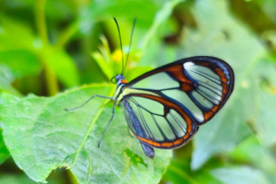 Fotos! Espécie rara de borboleta com asas transparentes é vista em Niterói  