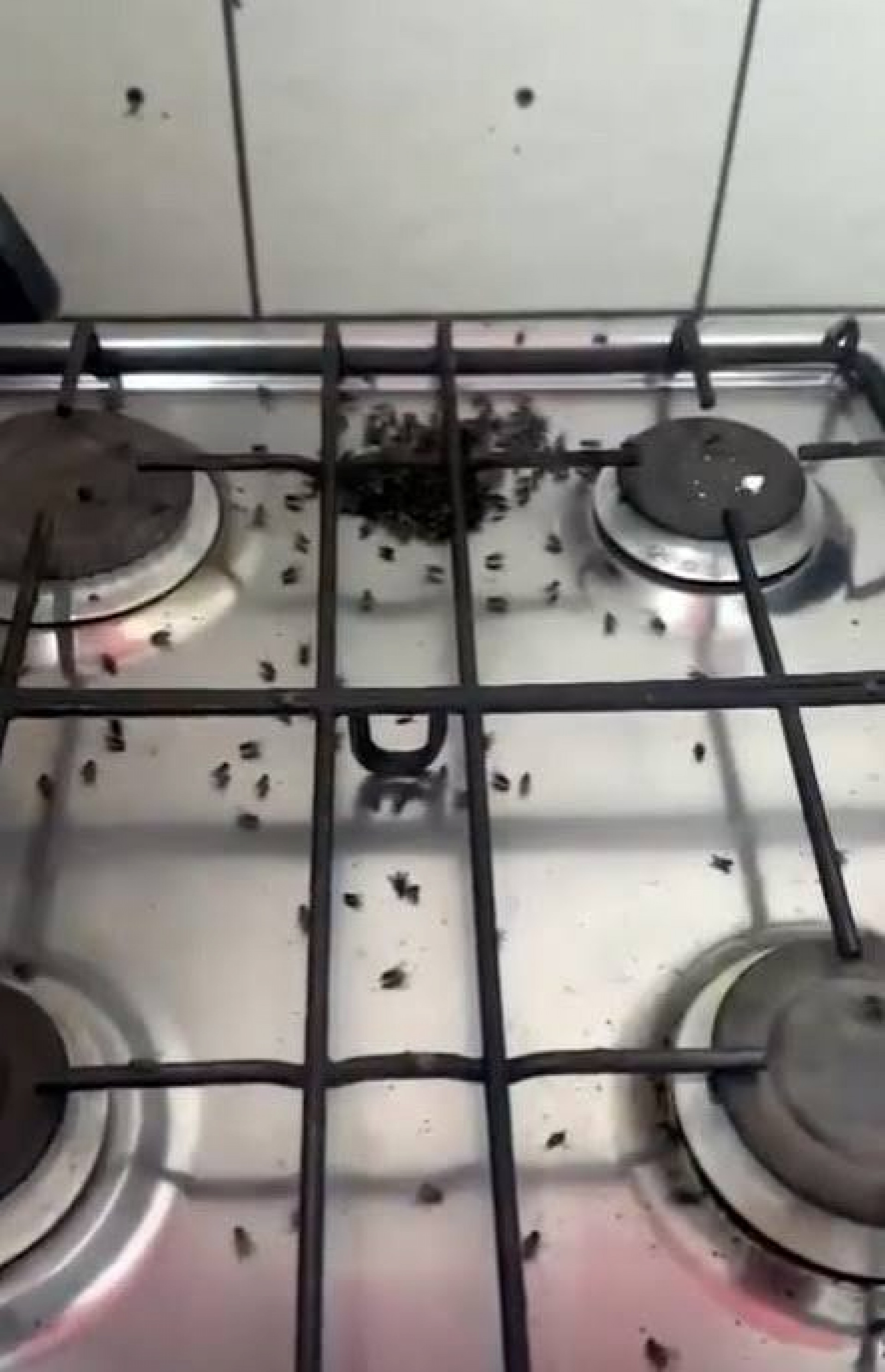 Infestação de moscas em Água Quente mobiliza Ministério Públ