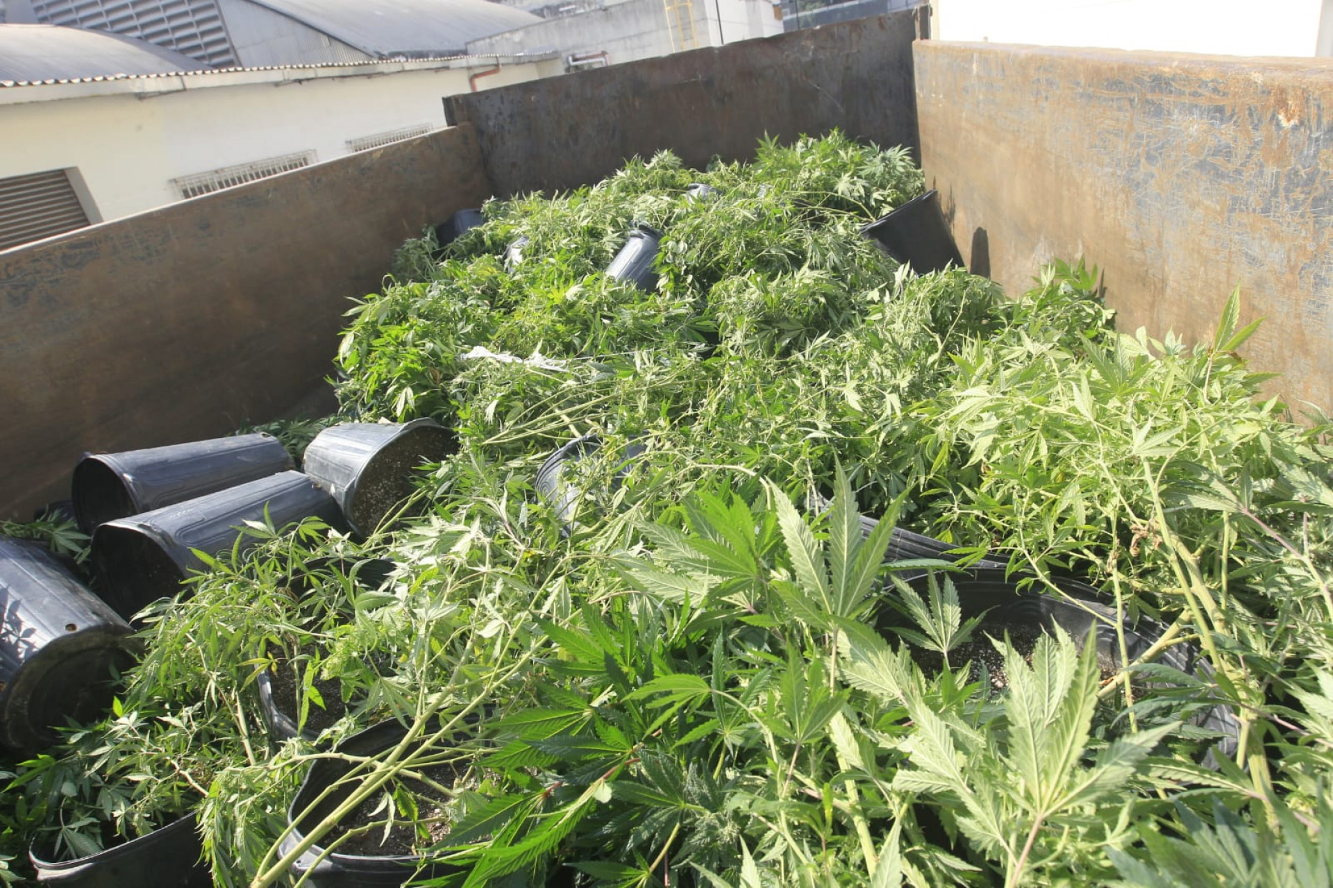 128 pés de maconha foram apreendidos na Vila do João, no Complexo da Maré - Reginaldo Pimenta/Agência O DIA