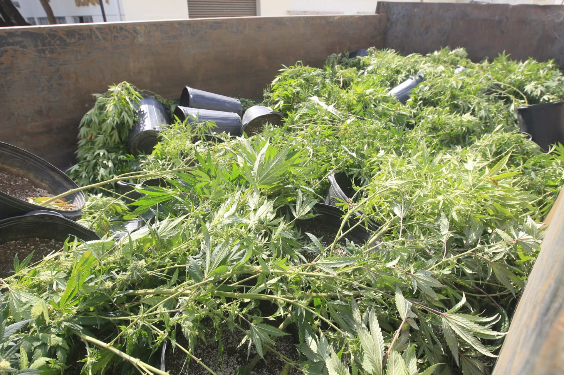 128 pés de maconha foram apreendidos na Vila do João, no Complexo da Maré - Reginaldo Pimenta/Agência O DIA