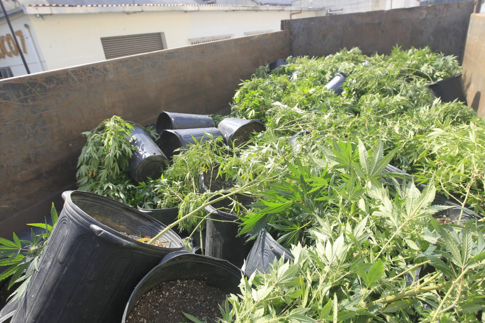128 pés de maconha foram apreendidos na Vila do João, no Complexo da Maré - Reginaldo Pimenta/Agência O DIA