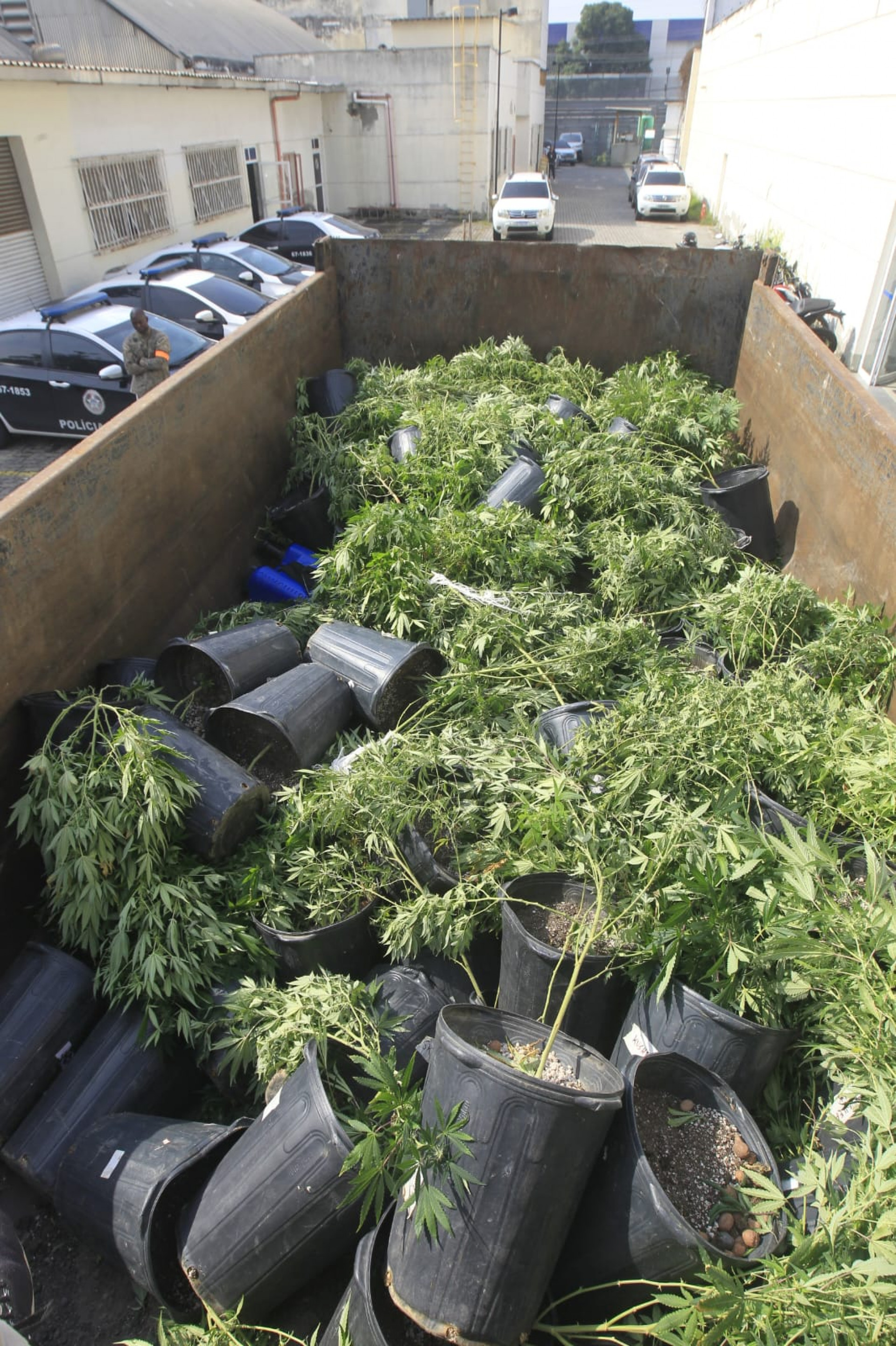 Caminhão da PM com 128 pés de maconha apreendidos na Maré - Reginaldo Pimenta/Agência O DIA