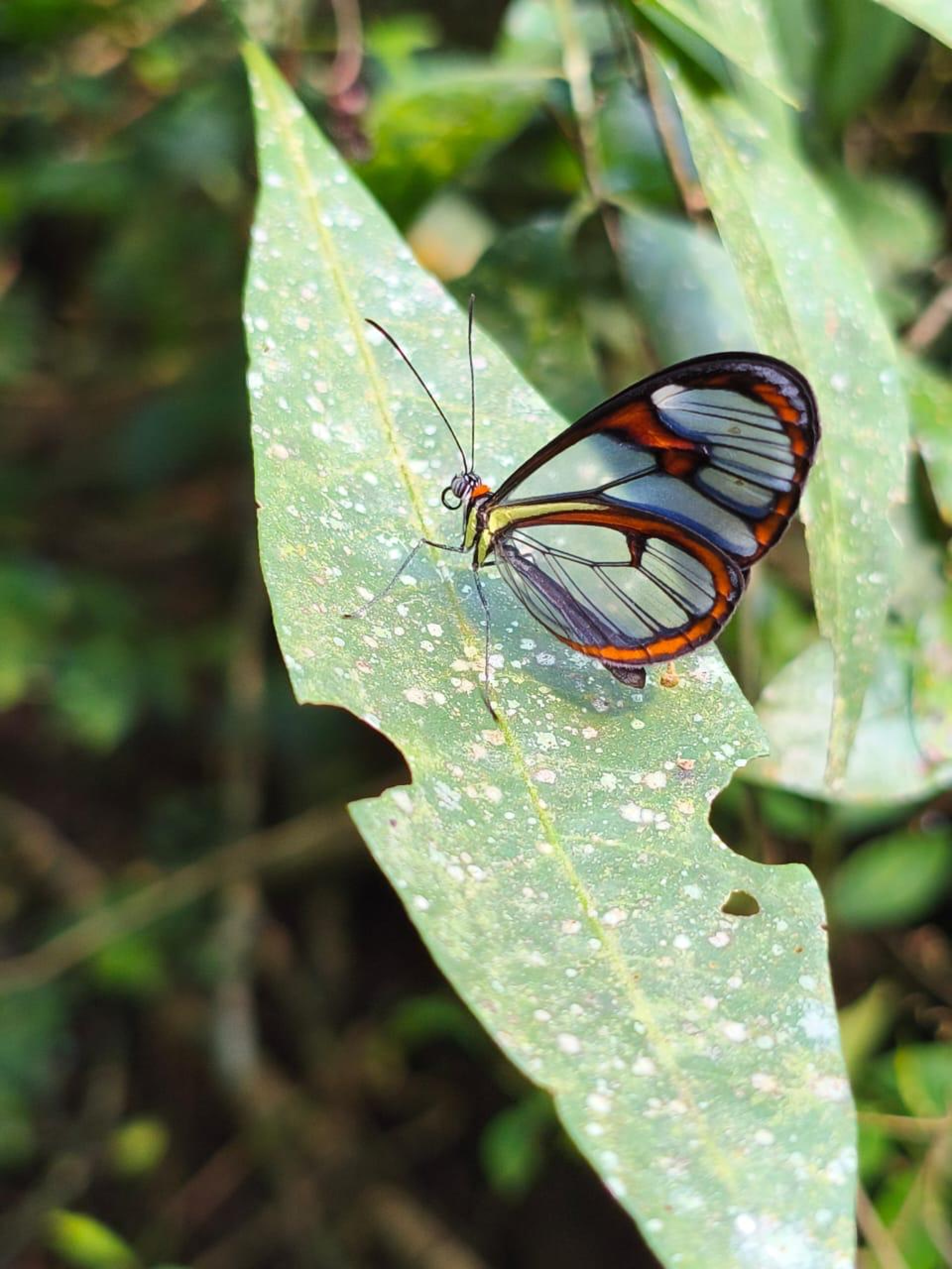 Borboleta-asa-de-vidro é registrada no Parque Estadual da Serra da Tiririca do Inea, em Niterói
 - Inea/Ronaldo Costa